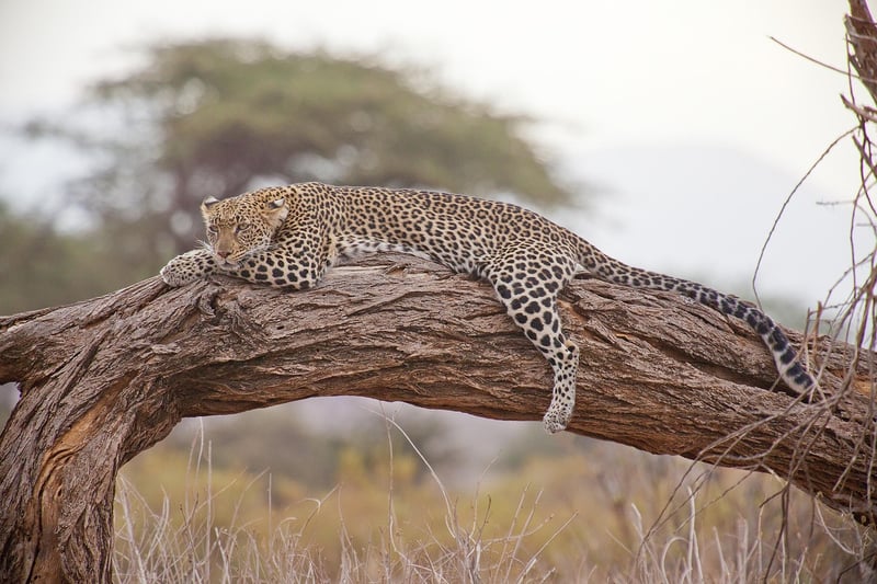 Thrilling Safaris
